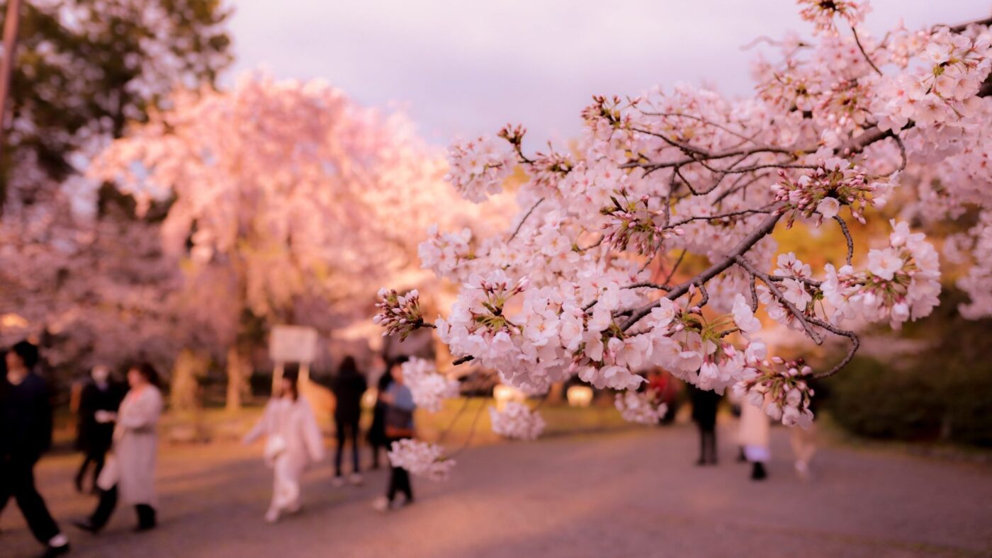 branche de cerisiers du japon en fleurs