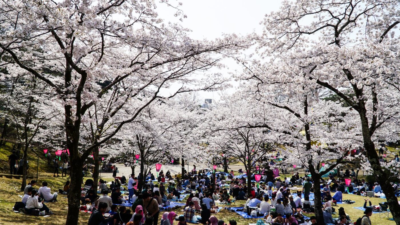 des japonais pic-niquent sous les cerisiers en fleurs