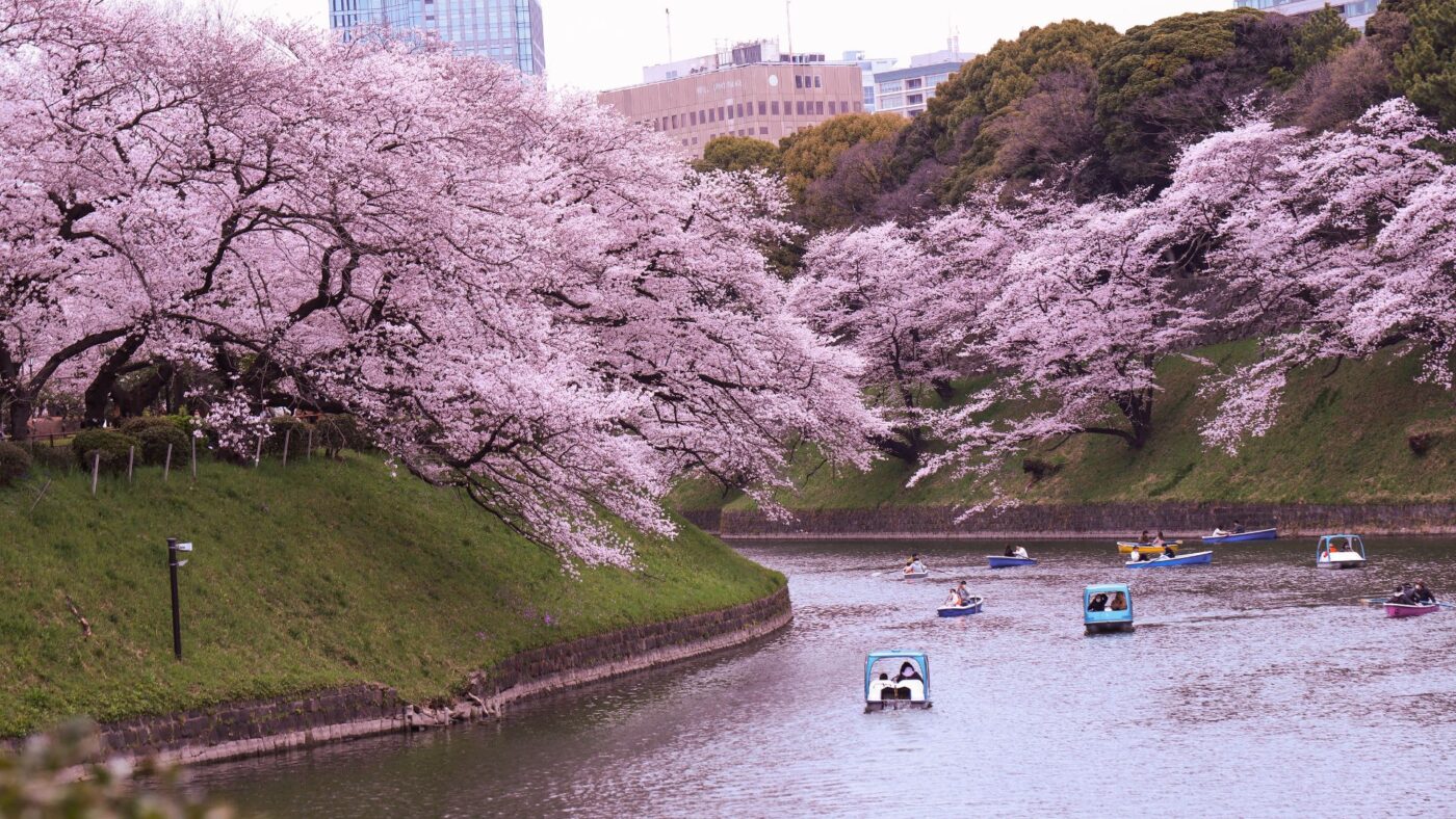 cerisiers du Japon en fleurs pour Hanami
