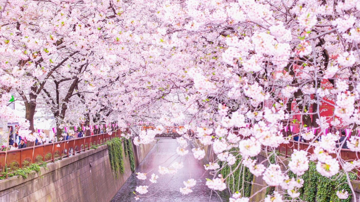 cerisiers du Japon en fleurs pour Hanami