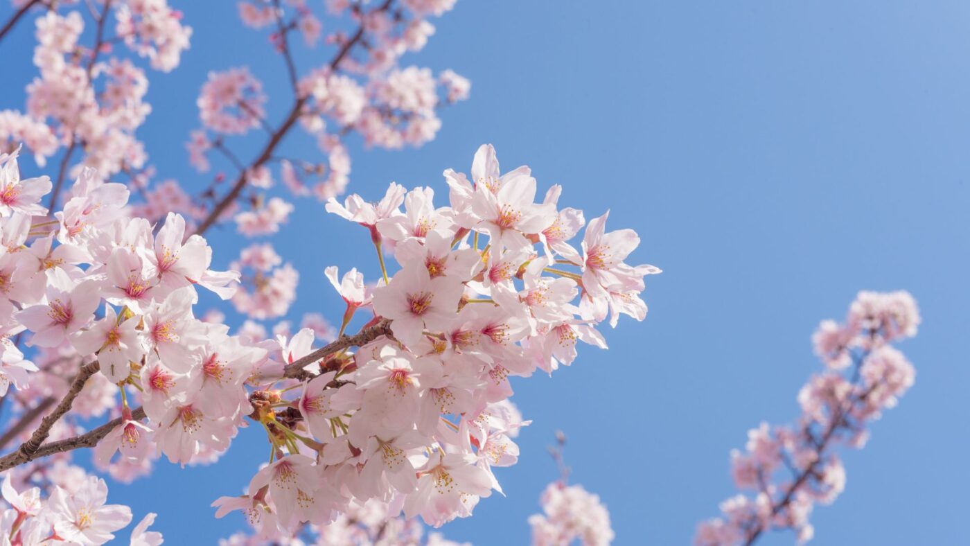cerisiers du Japon en fleurs pour Hanami