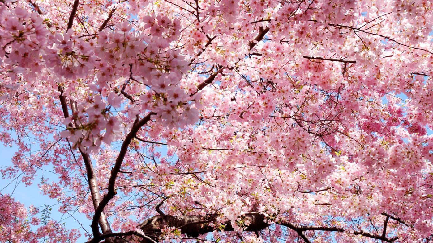 cerisiers du Japon en fleurs pour Hanami