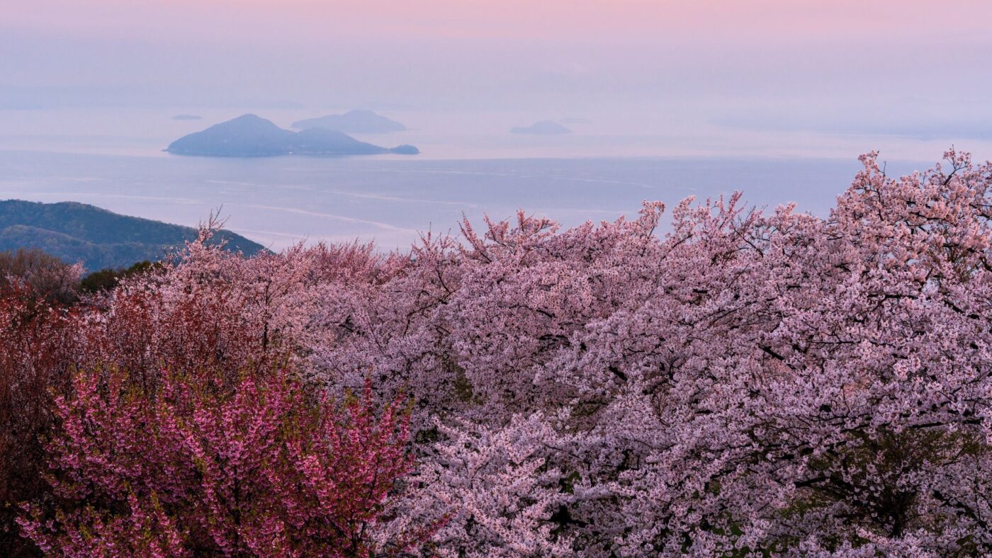 cerisiers du Japon en fleurs pour Hanami