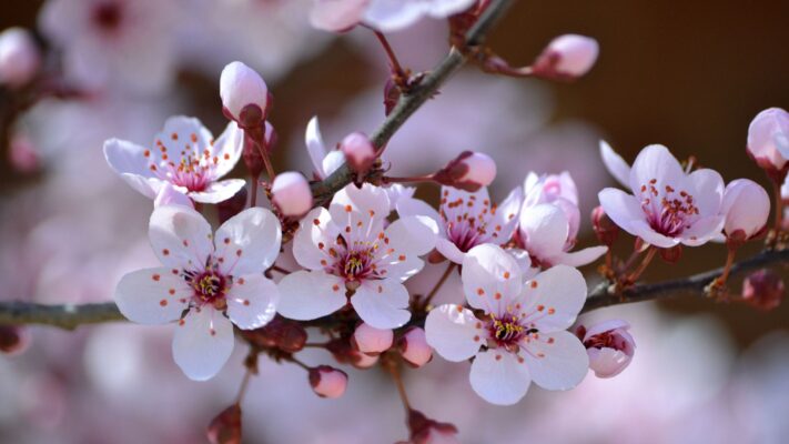 cerisiers du Japon en fleurs pour Hanami